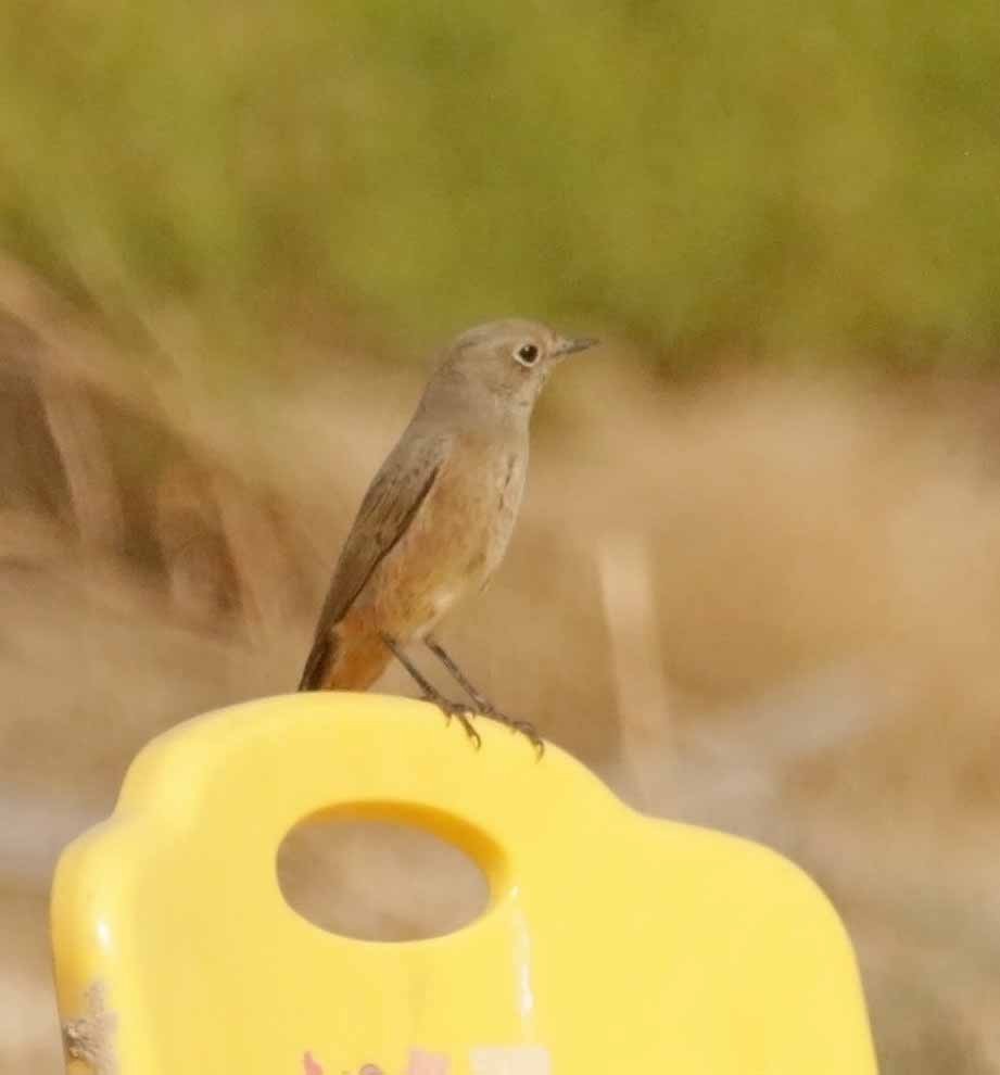 Черная горихвостка - ML646783904