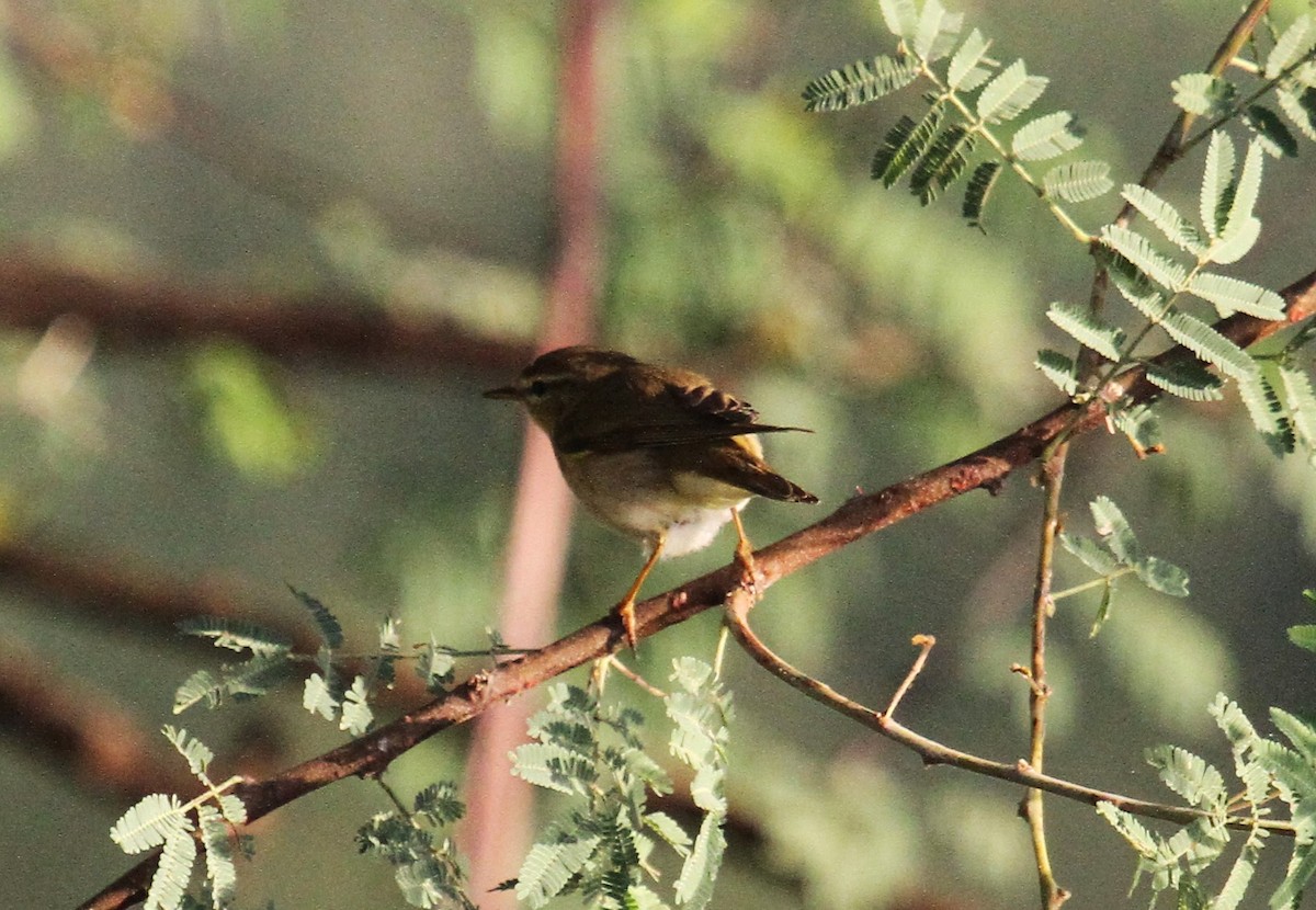 Willow Warbler - ML646783905