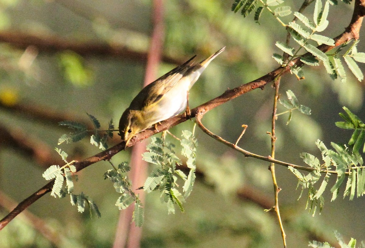 Willow Warbler - ML646783908