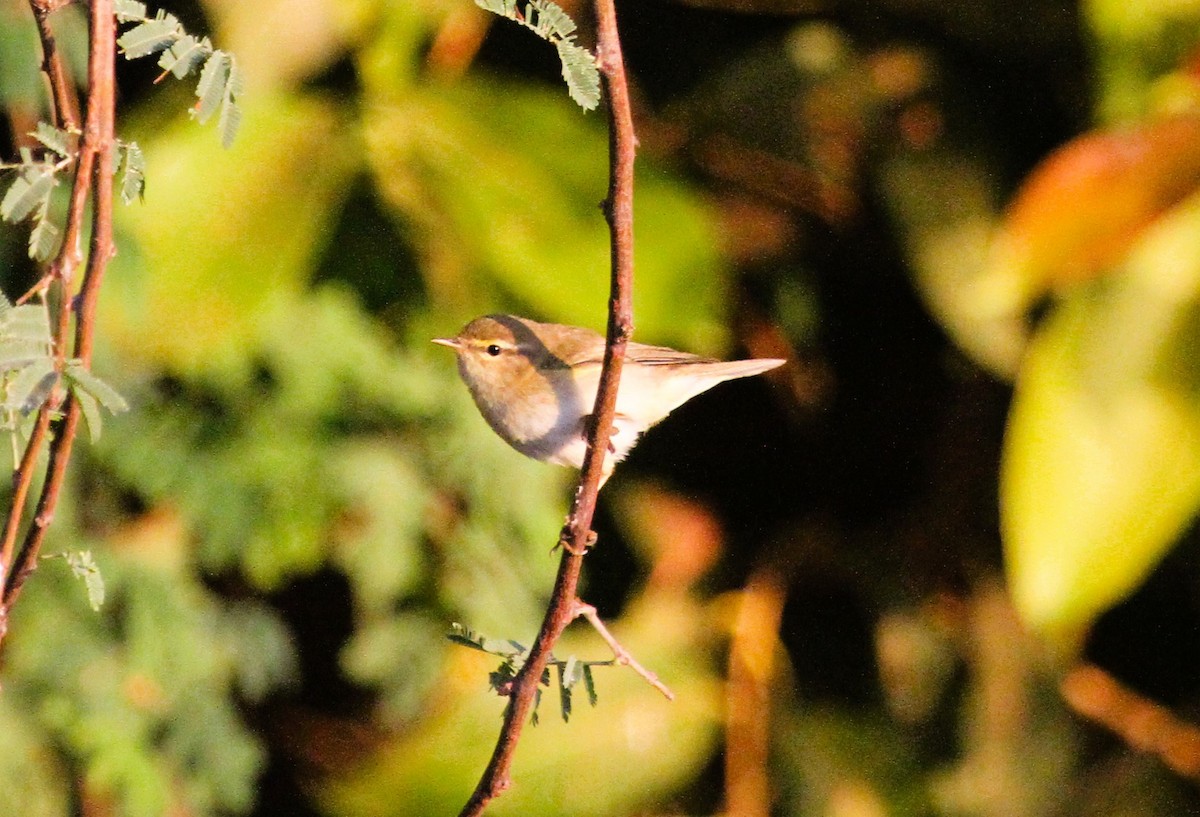 Common Chiffchaff - ML646783909