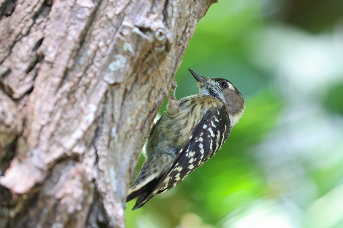 Japanese Pygmy Woodpecker - ML646783916