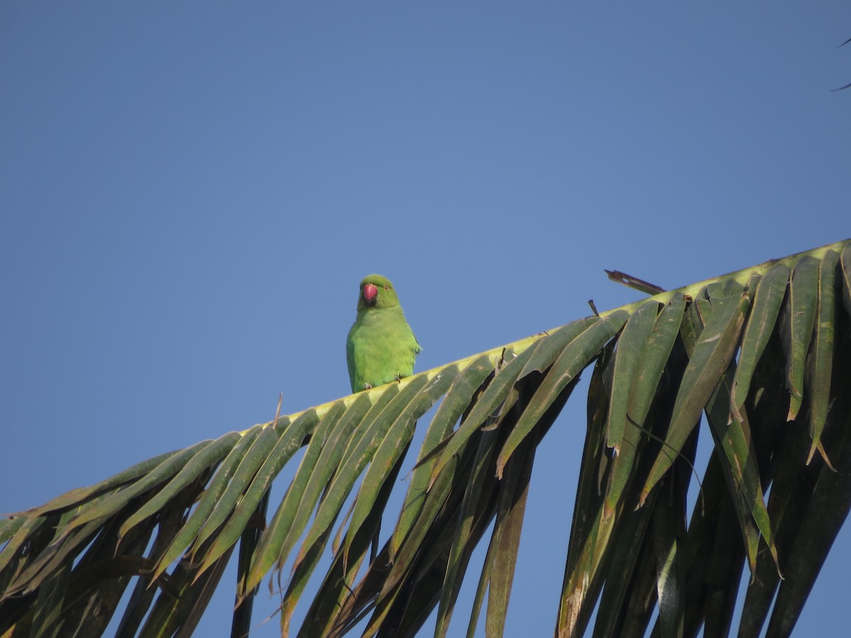 Rose-ringed Parakeet - ML646783923