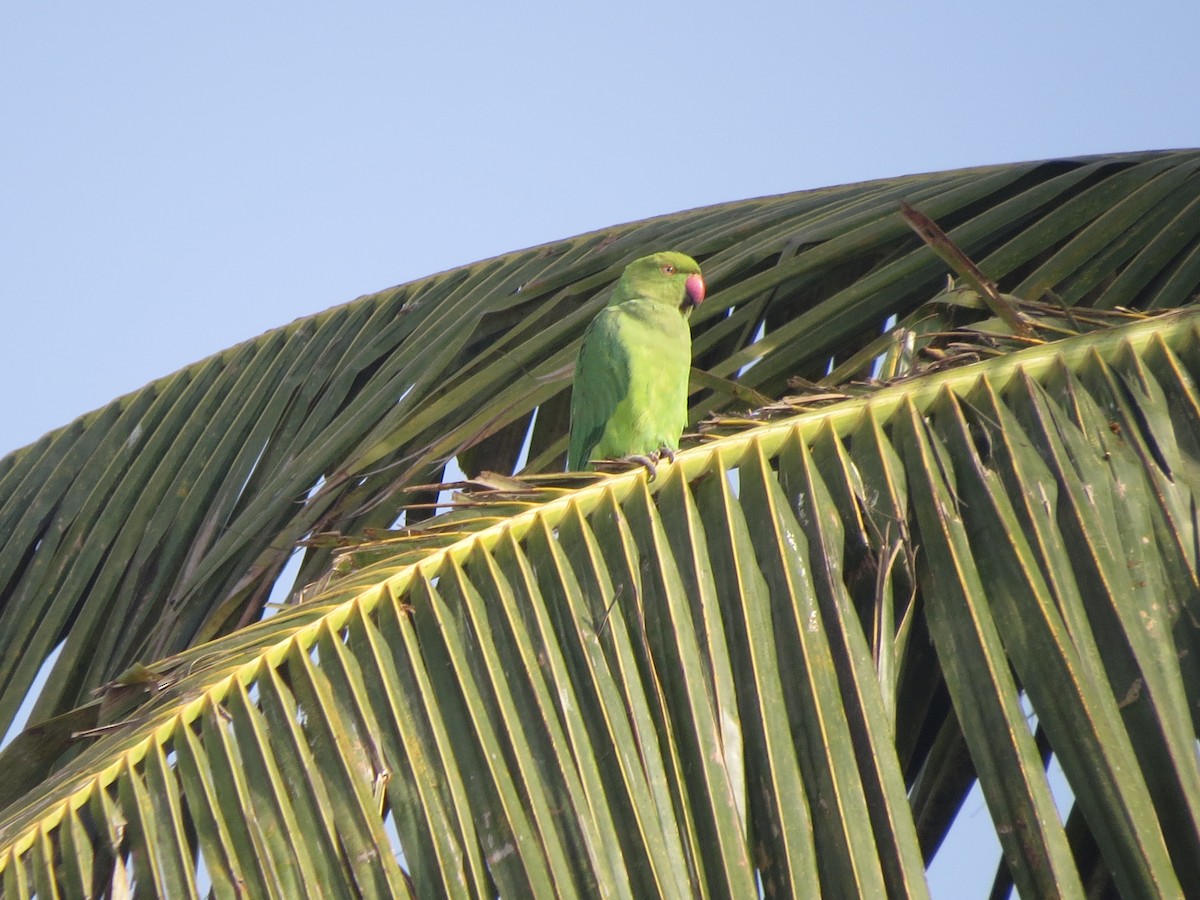 Rose-ringed Parakeet - ML646783924