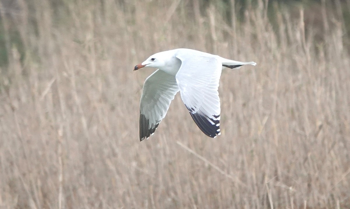 Audouin's Gull - ML646783930