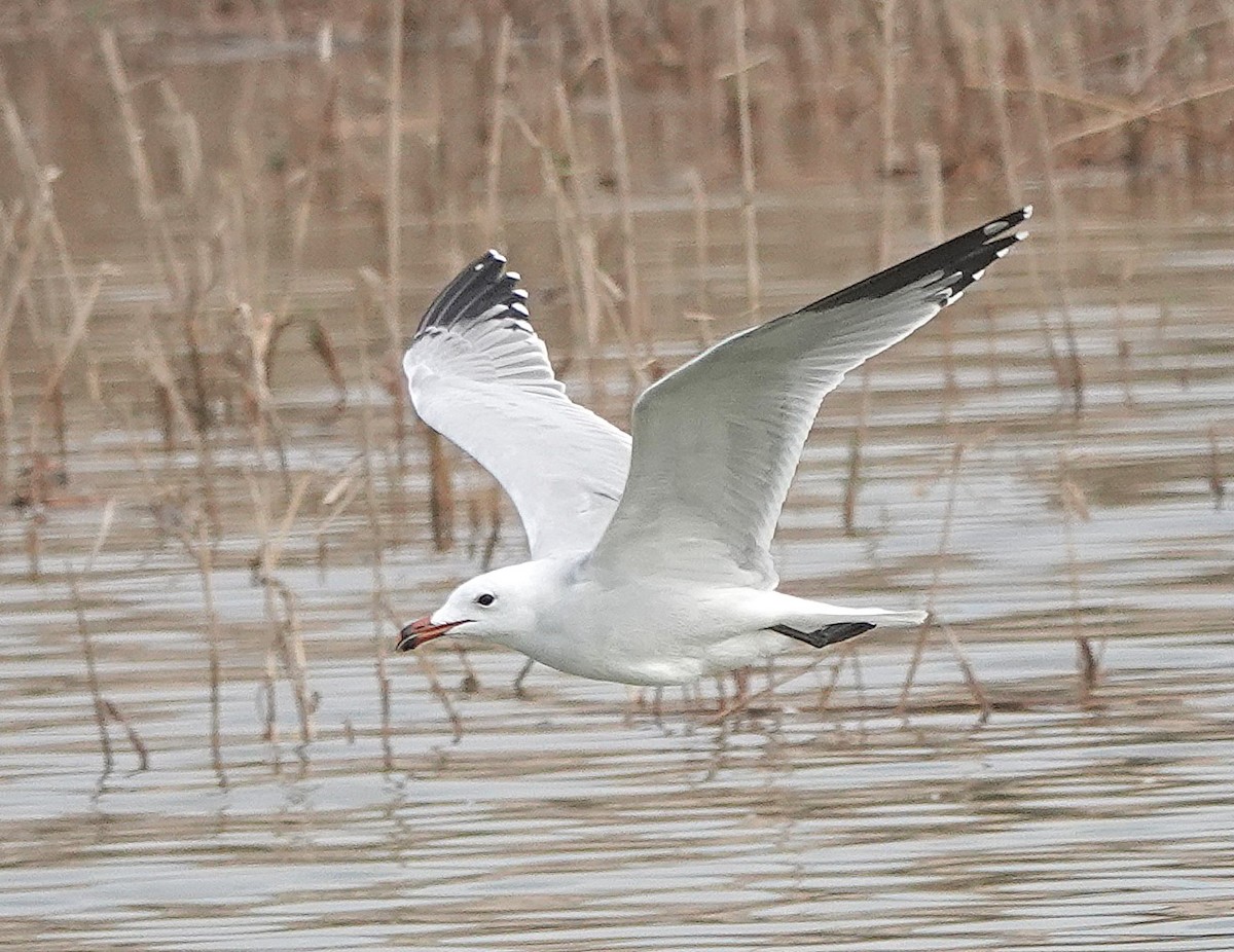 Audouin's Gull - ML646783931