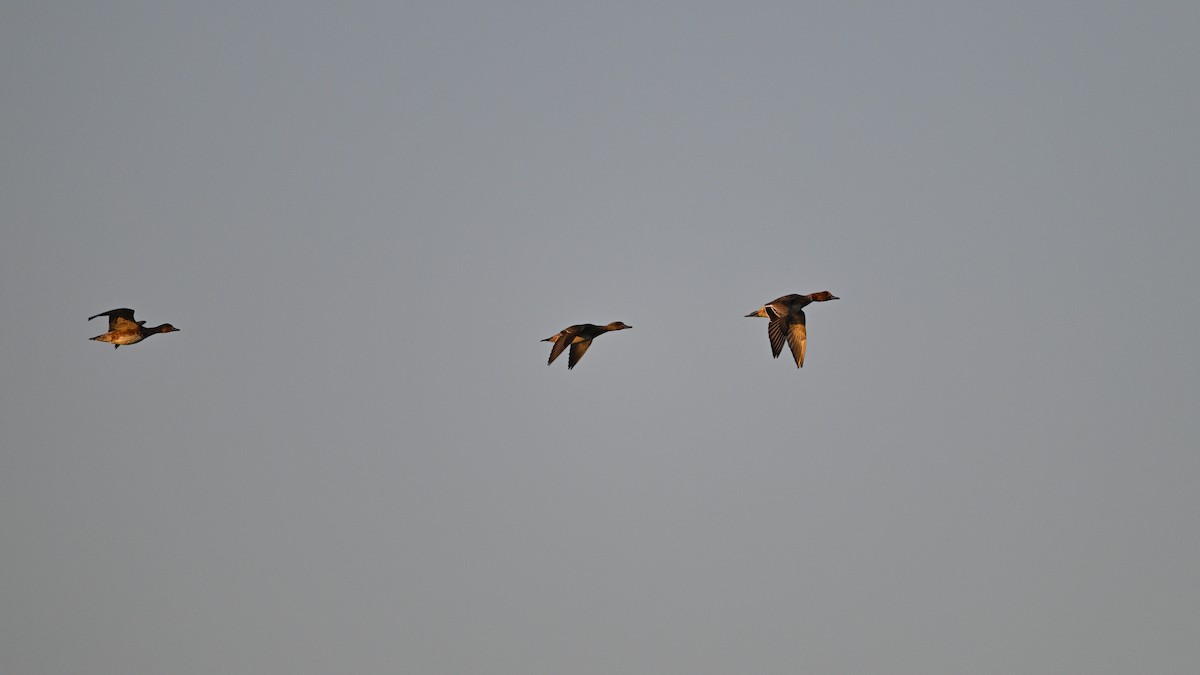 Eurasian Wigeon - ML646783934