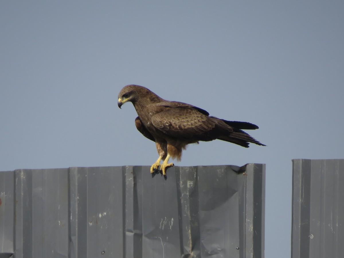 Black Kite - ML646783935