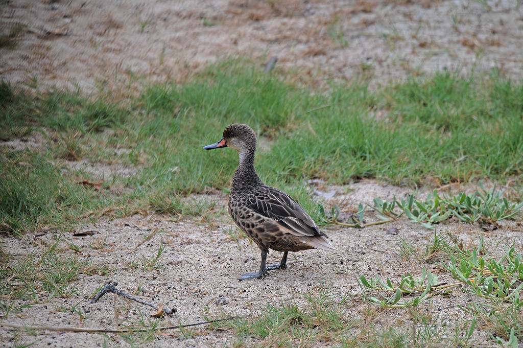 White-cheeked Pintail (Galapagos) - ML646783936