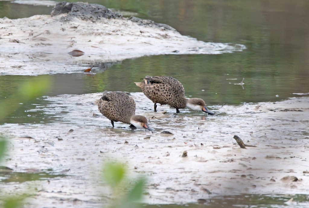 White-cheeked Pintail (Galapagos) - ML646783937