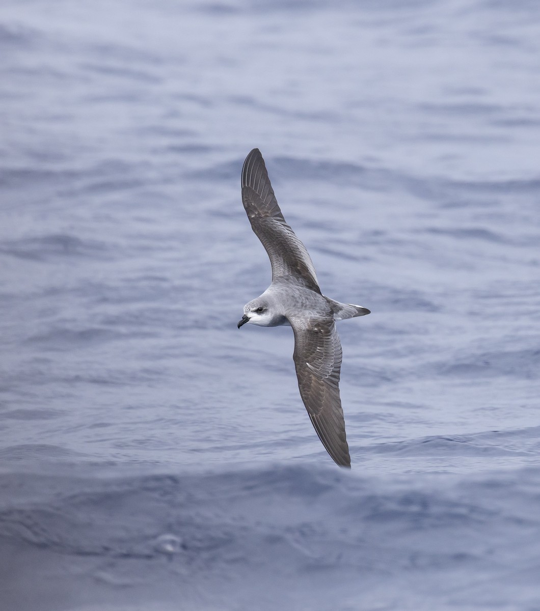 Black-winged Petrel - ML646783938