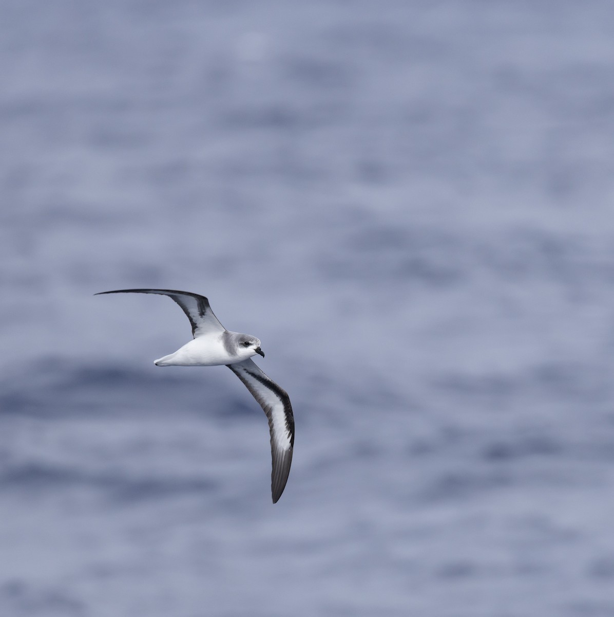 Black-winged Petrel - ML646783939