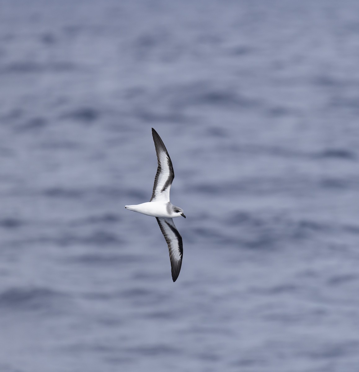 Black-winged Petrel - ML646783940