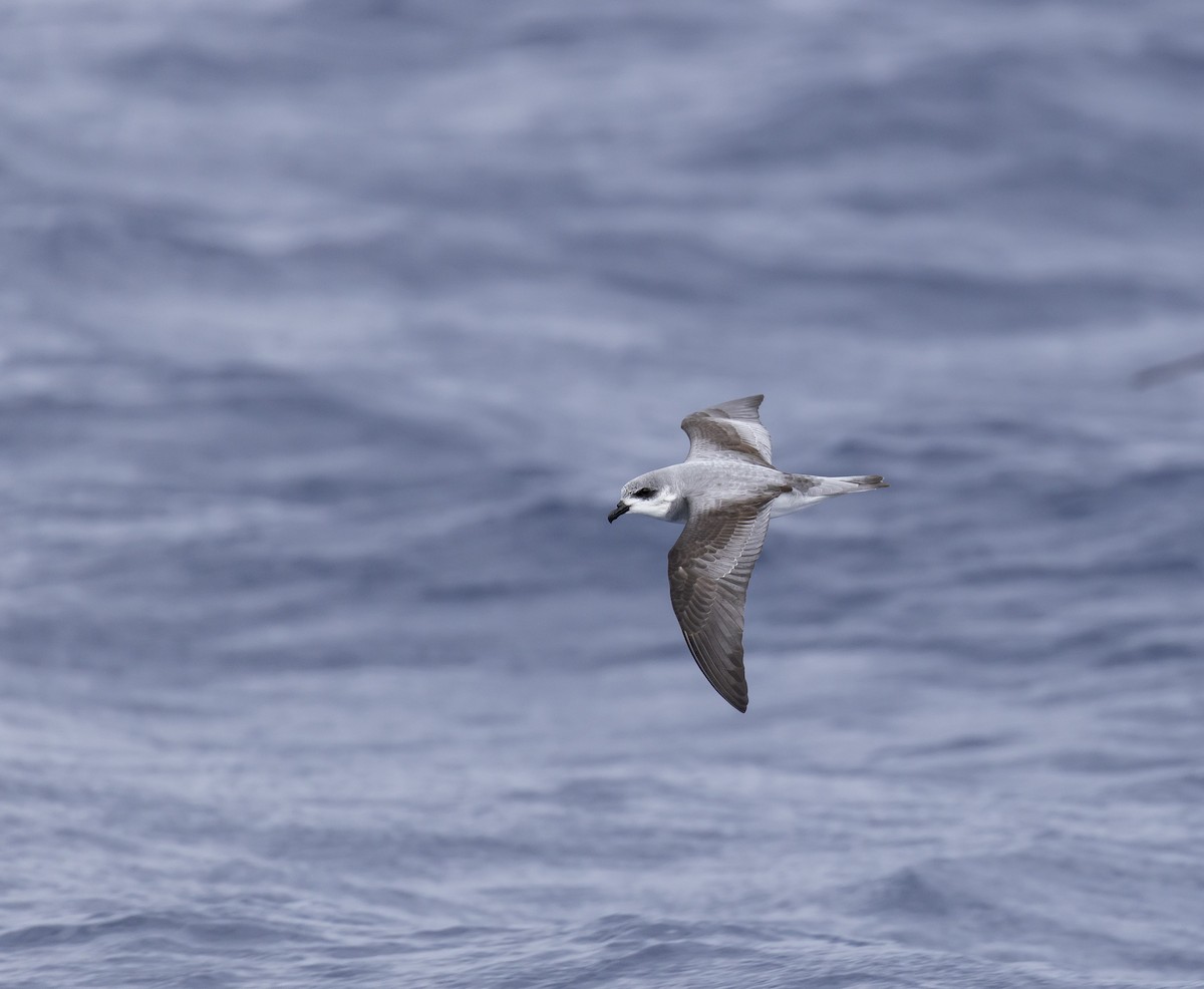 Black-winged Petrel - ML646783941