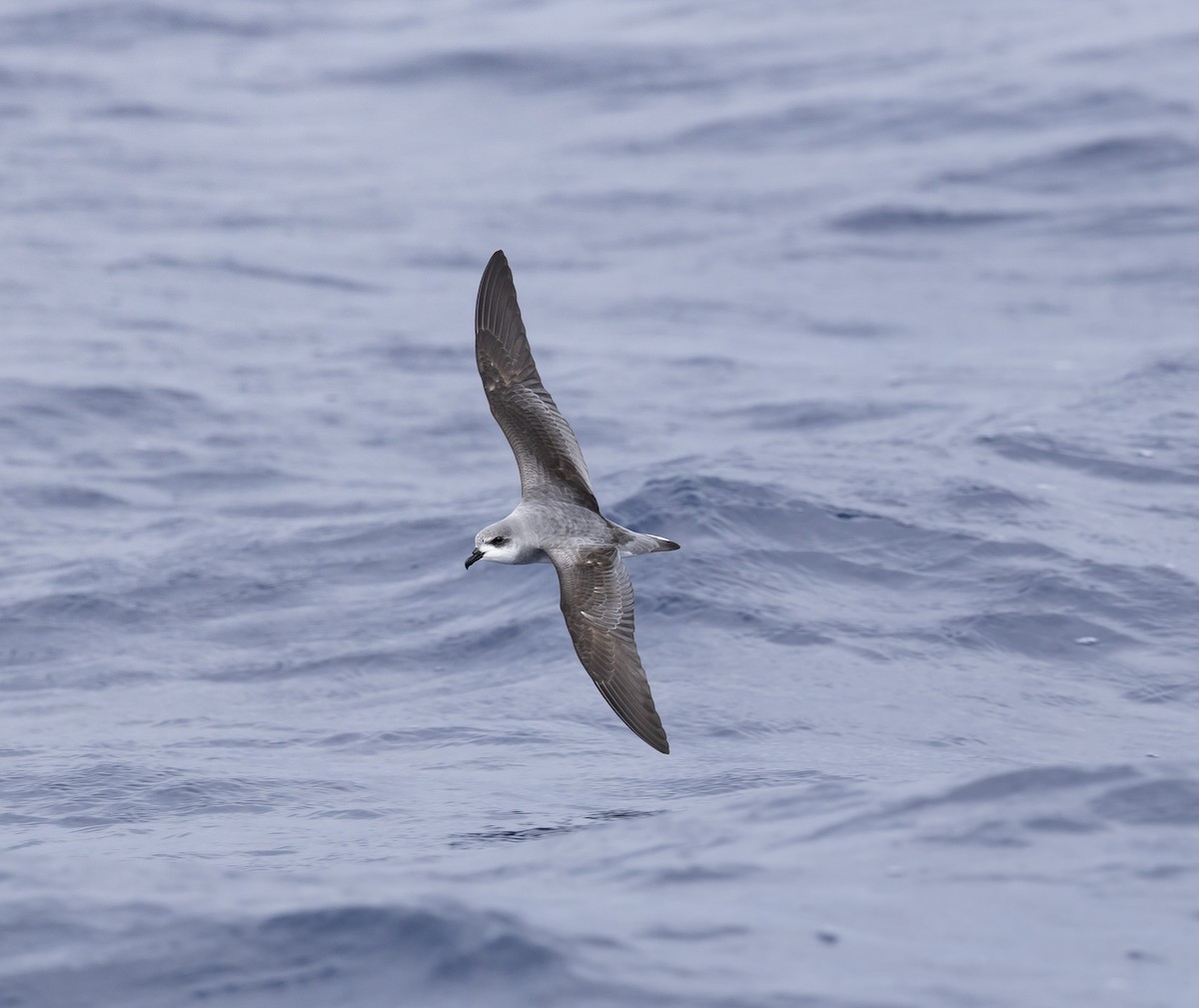 Black-winged Petrel - ML646783942