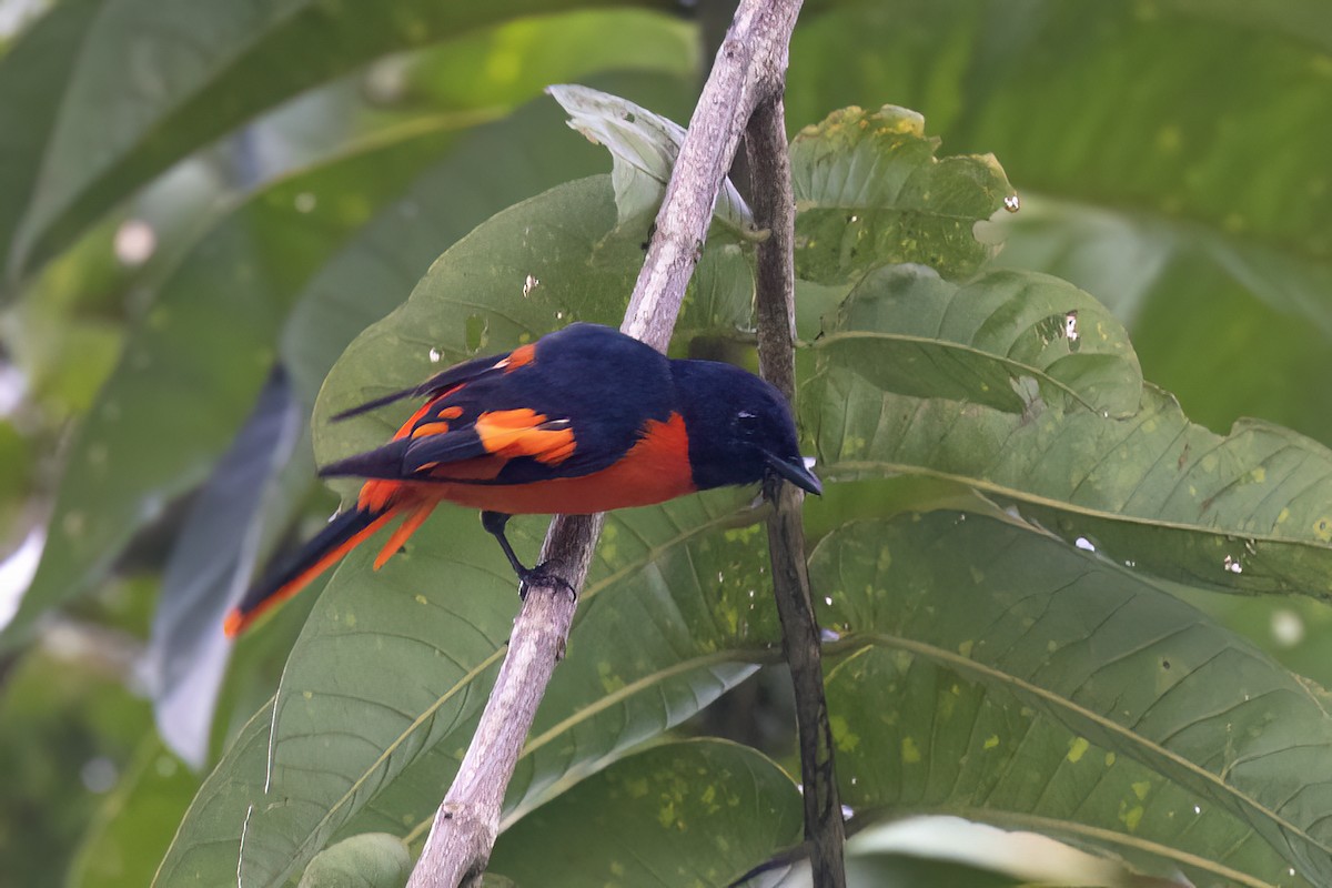 Scarlet Minivet - ML646783943