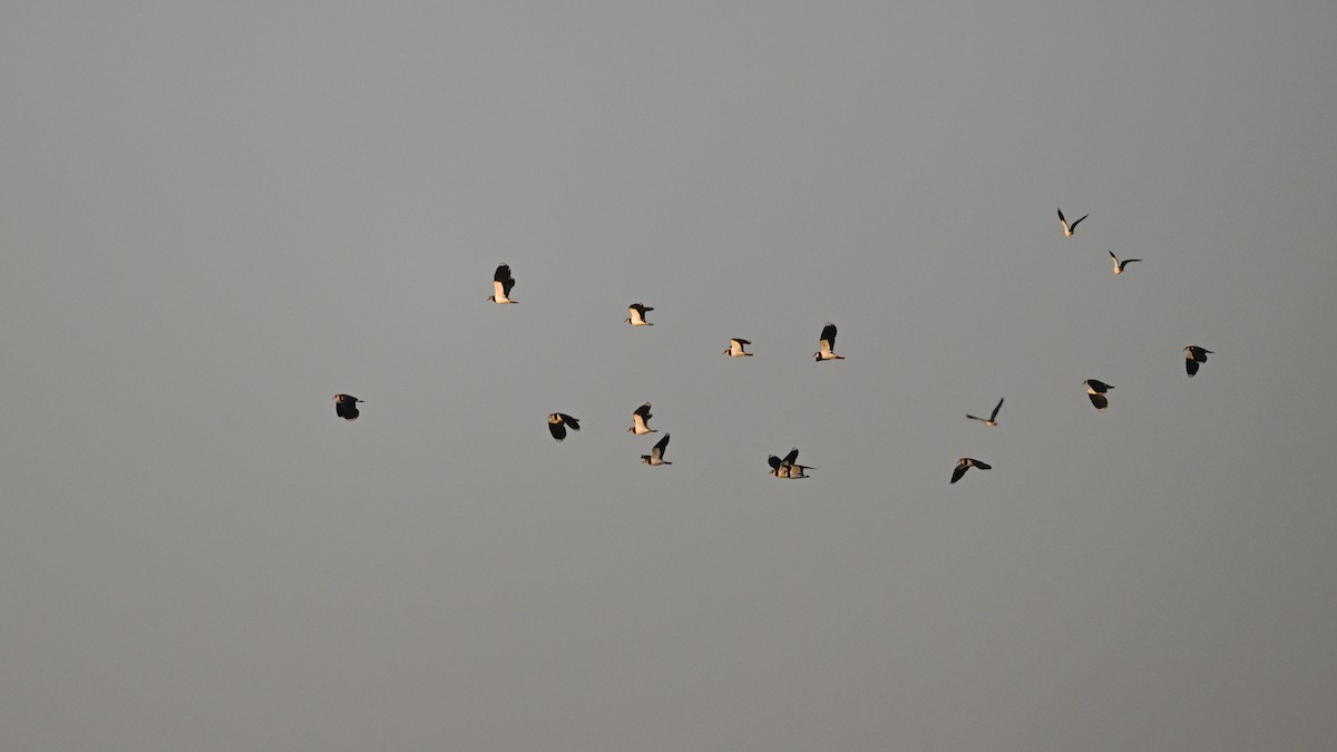 Northern Lapwing - ML646783945