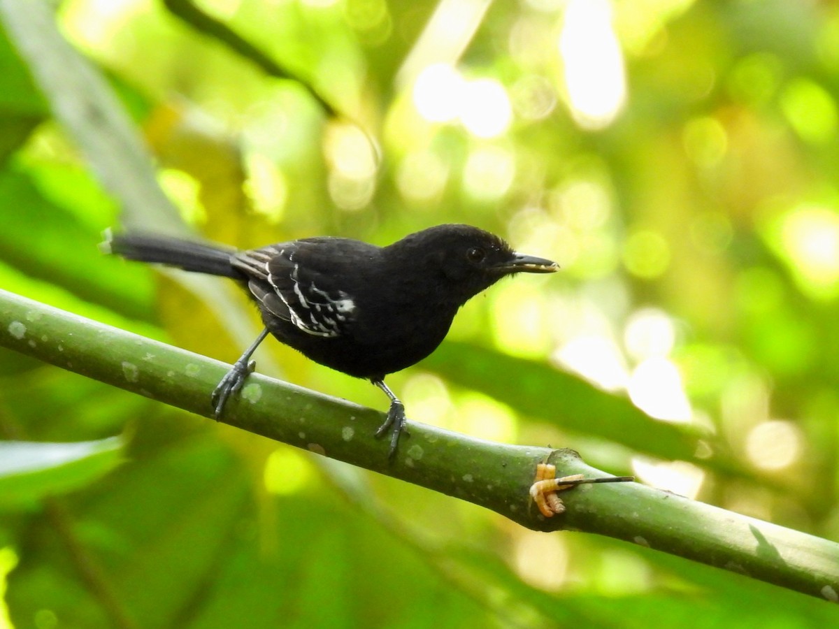 Jet Antbird - ML646783946