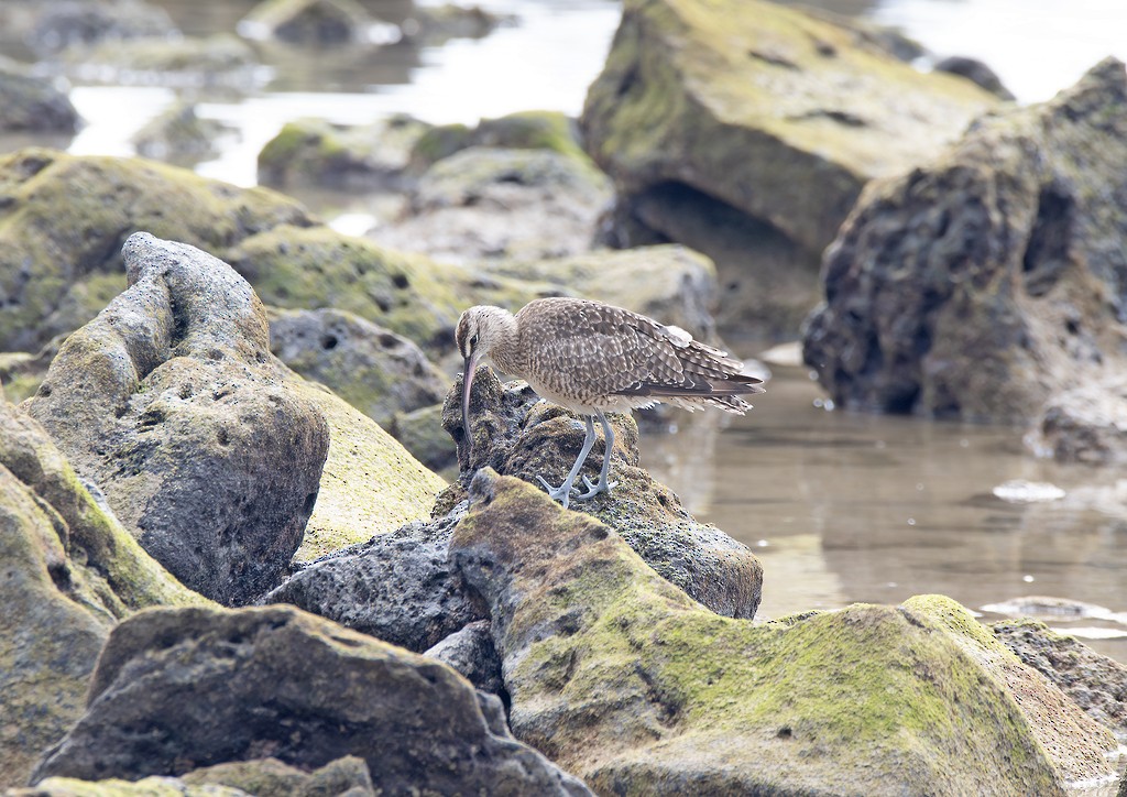 Hudsonian Whimbrel - ML646783947