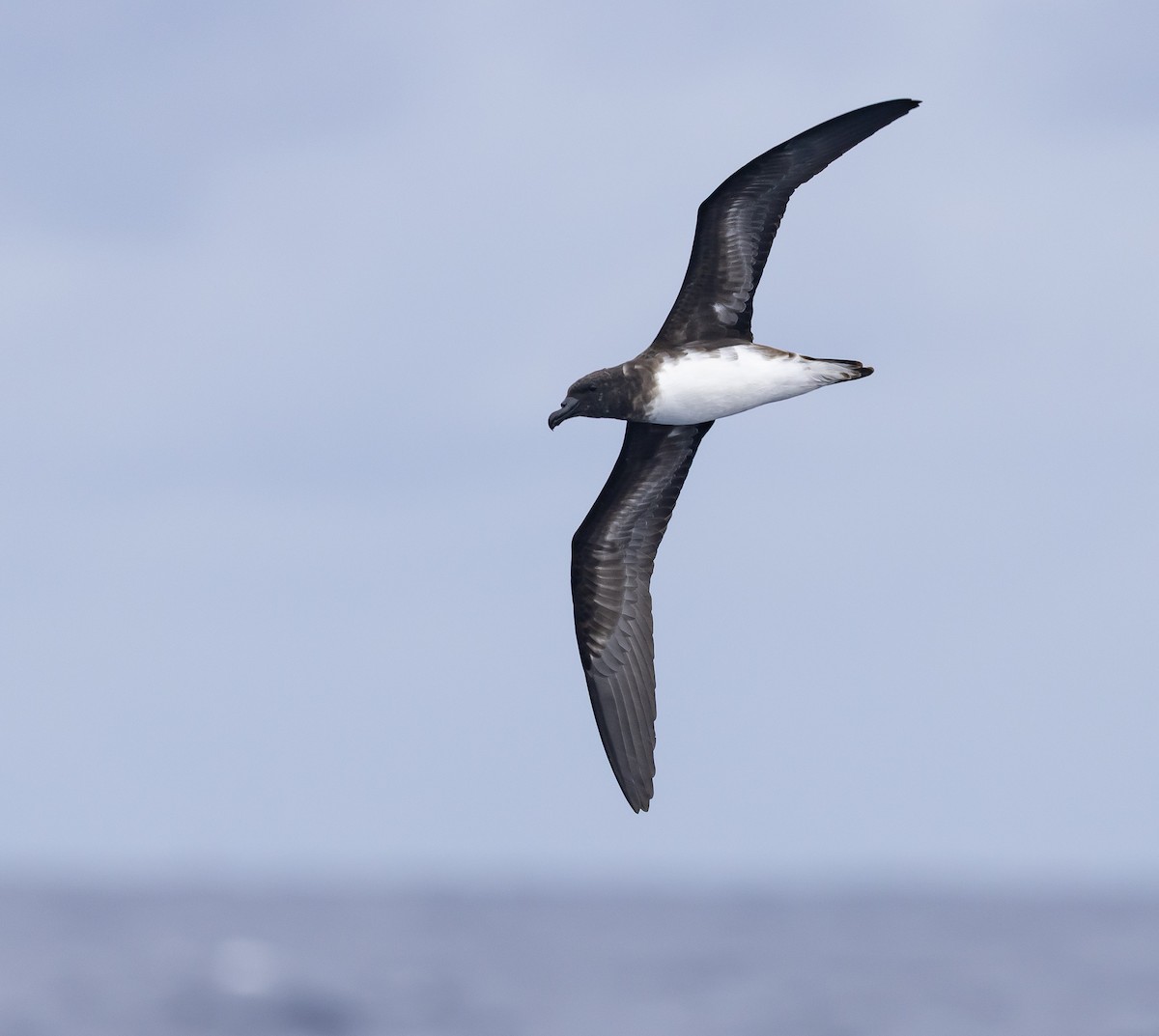 Tahiti Petrel - ML646783948