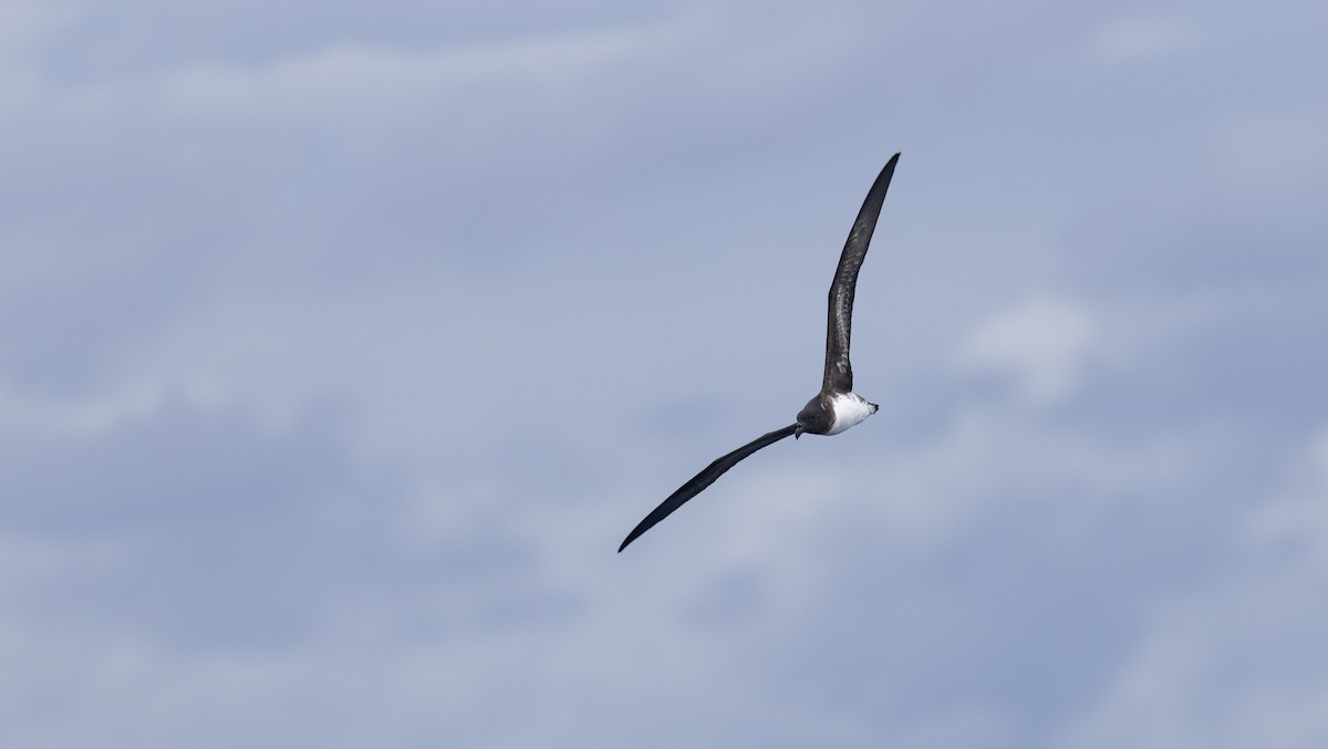 Tahiti Petrel - ML646783949