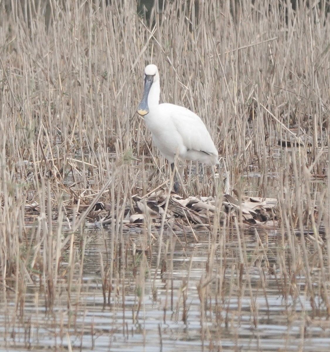 Eurasian Spoonbill - ML646783951