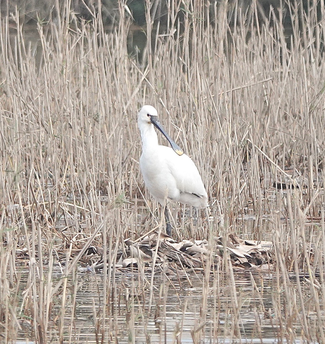 Eurasian Spoonbill - ML646783952