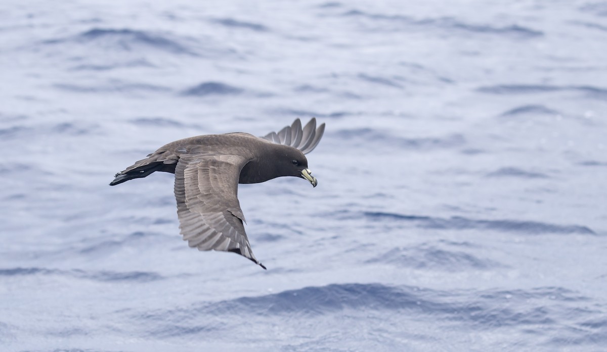 Parkinson's Petrel - ML646783954