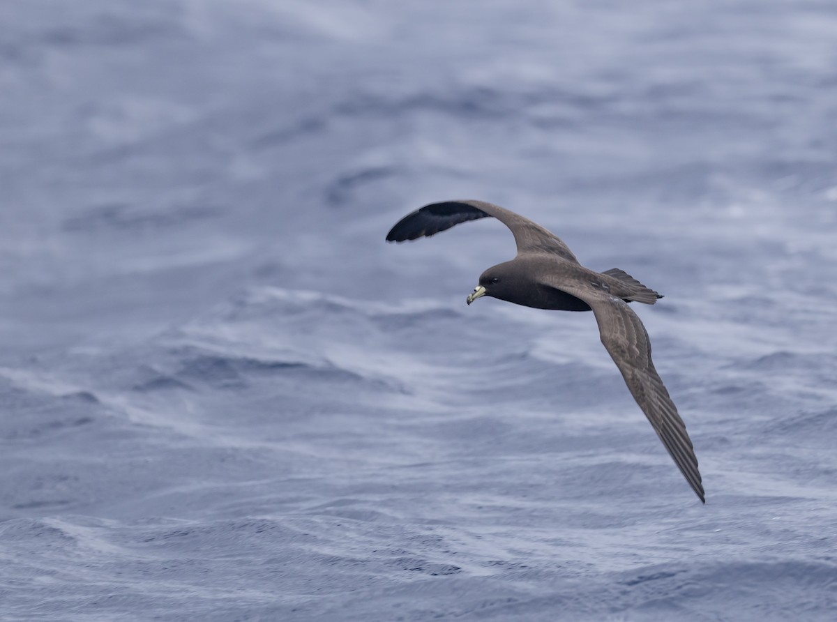 Parkinson's Petrel - ML646783955