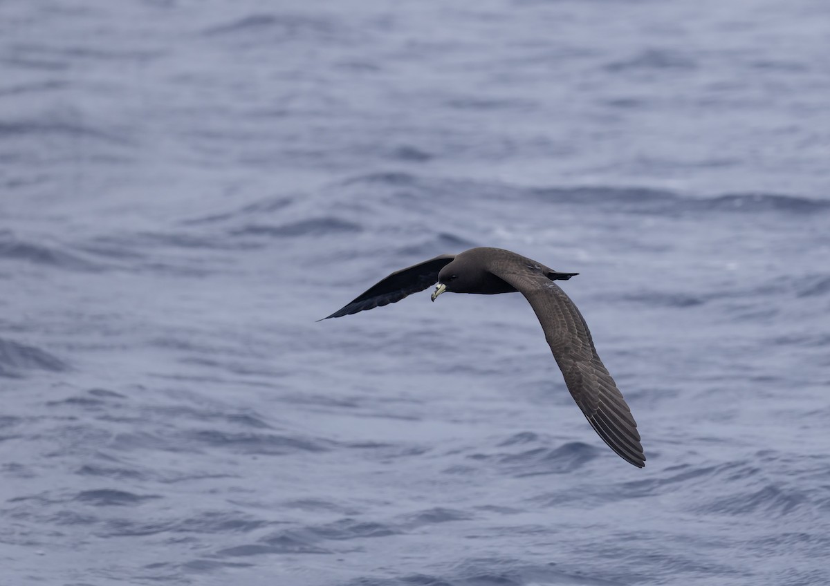 Parkinson's Petrel - ML646783956