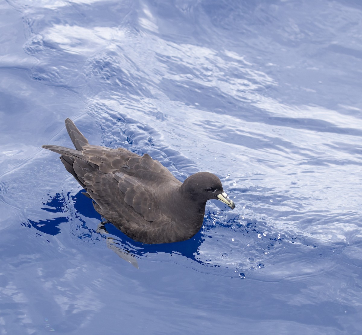Parkinson's Petrel - ML646783957