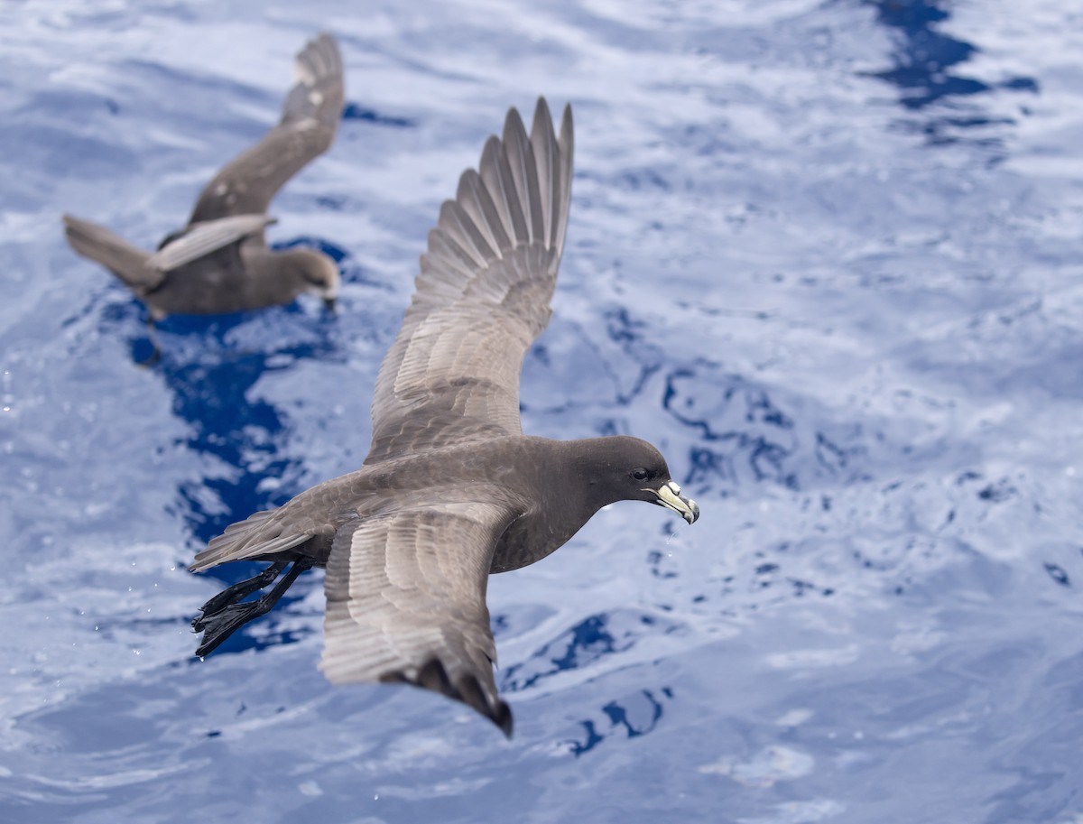 Parkinson's Petrel - ML646783958