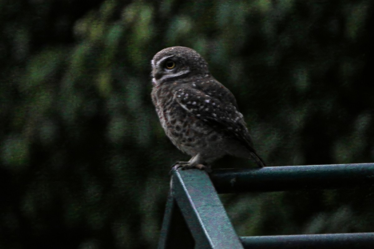 Spotted Owlet - ML646783959