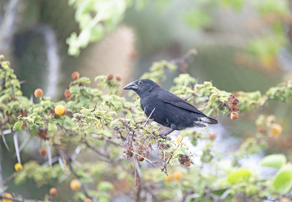 Common Cactus-Finch - ML646783960