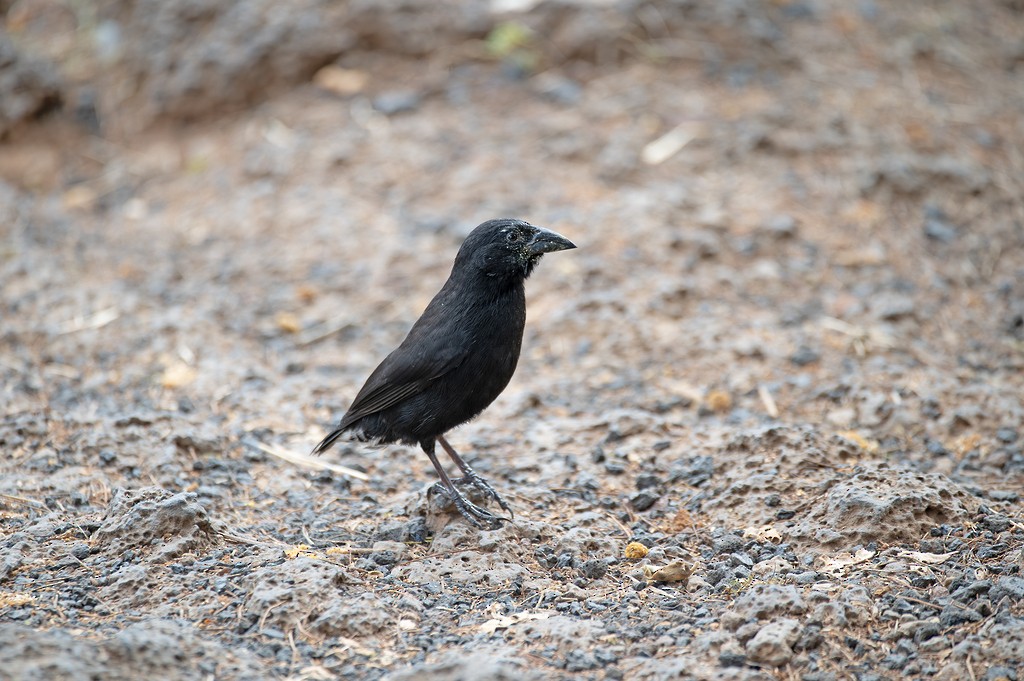 Common Cactus-Finch - ML646783961