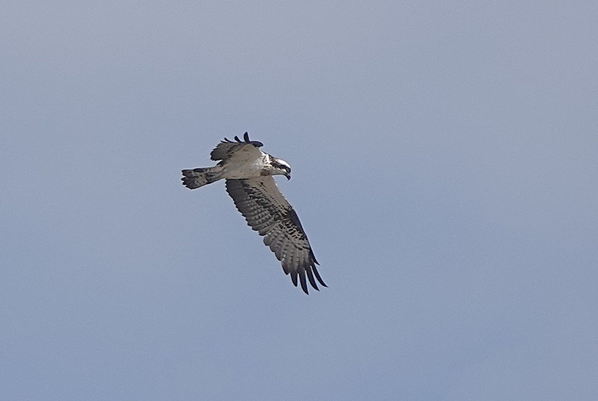 Osprey - ML646783962