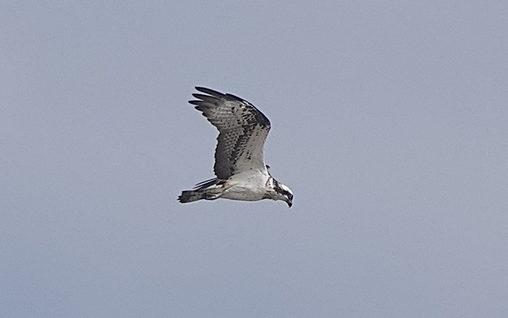 Osprey - ML646783963