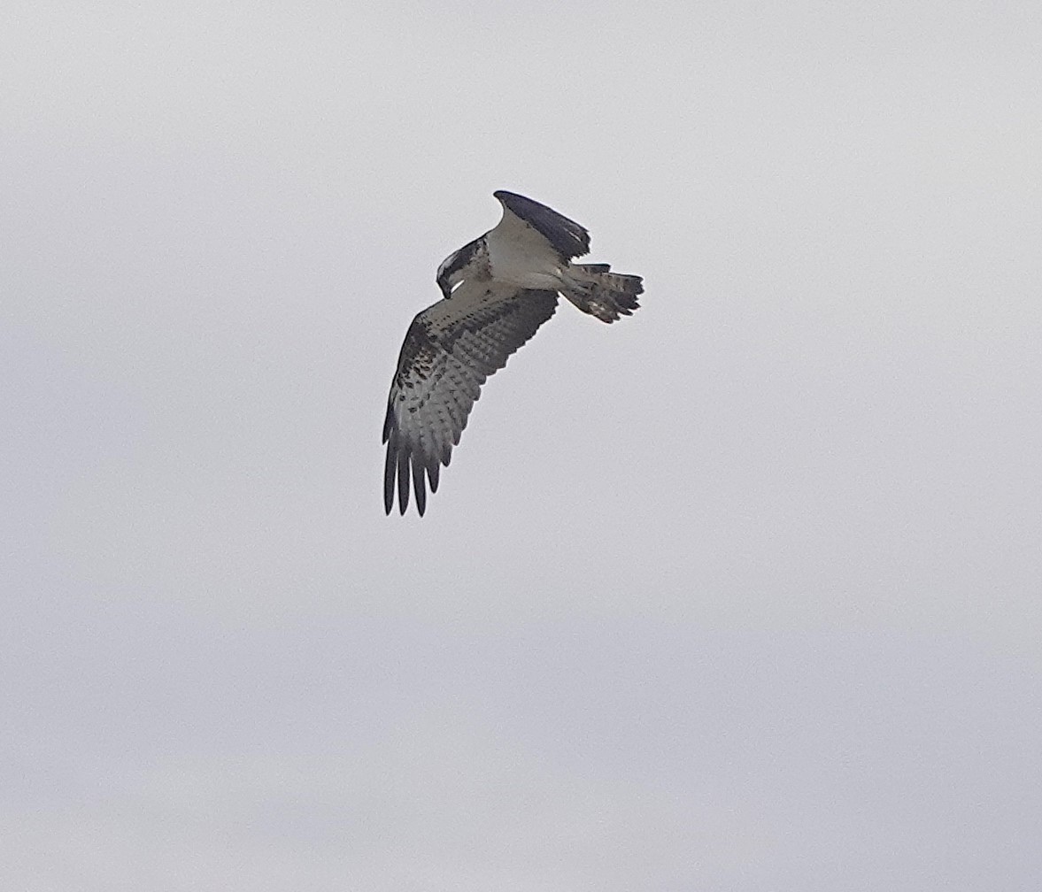 Osprey - ML646783964