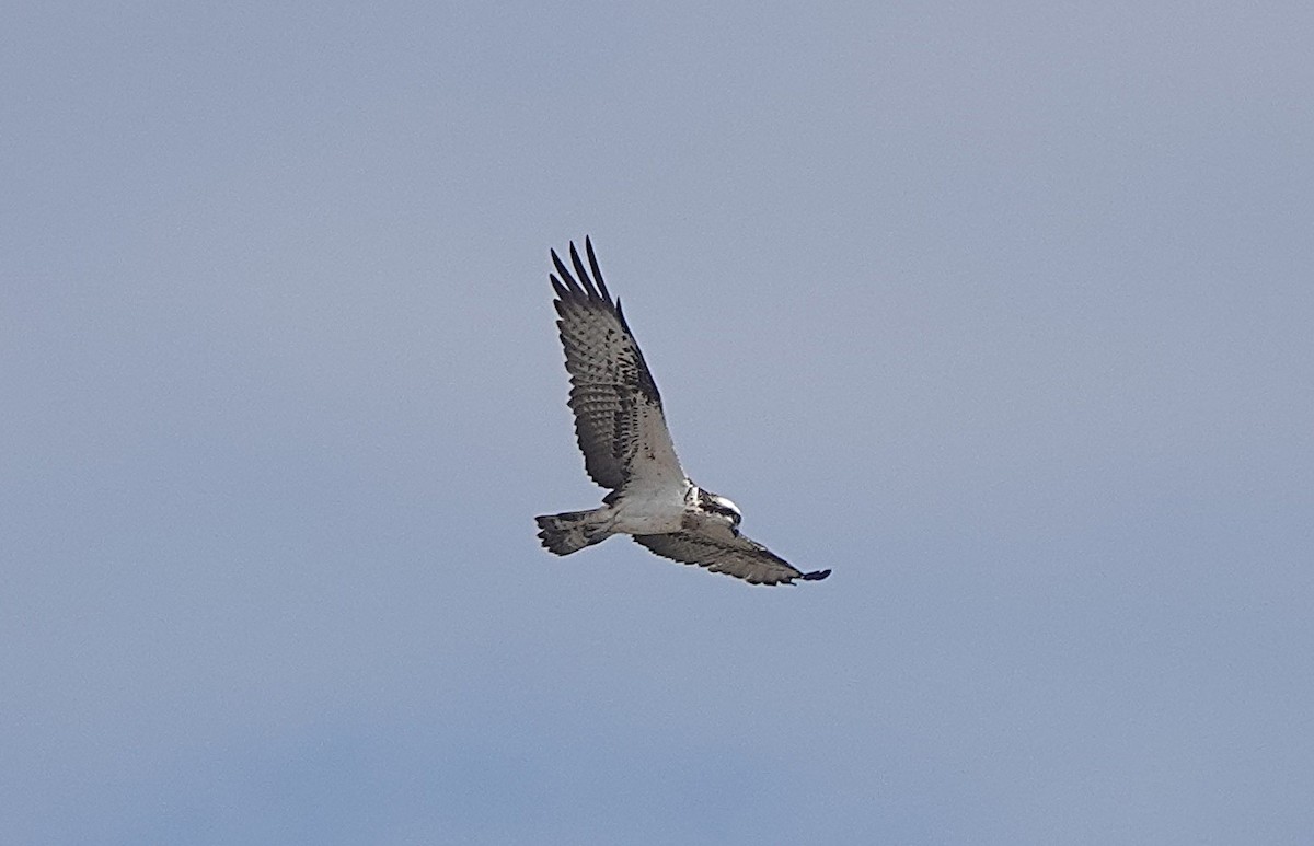 Osprey - ML646783965