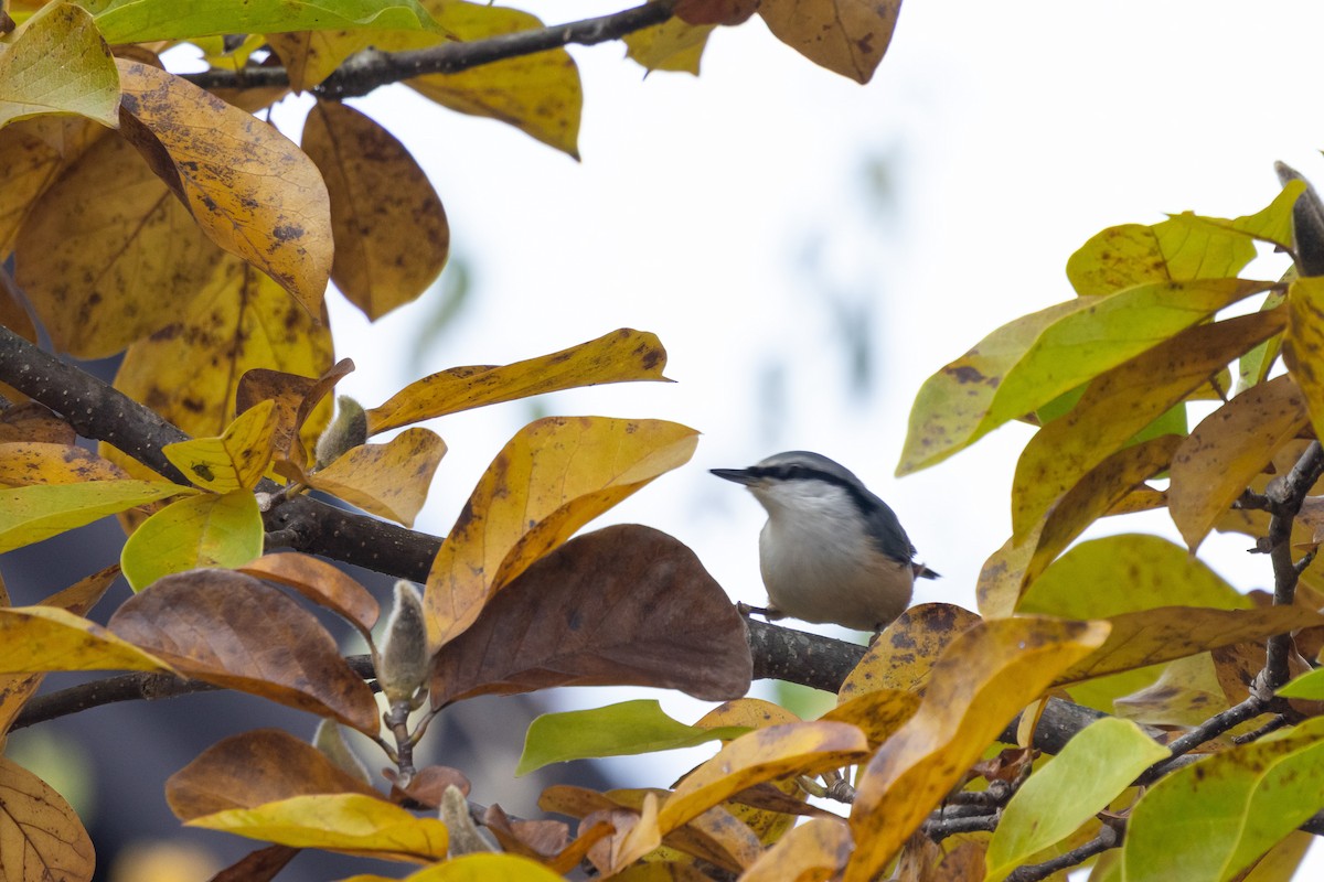 Eurasian Nuthatch (Buff-bellied) - ML646783966