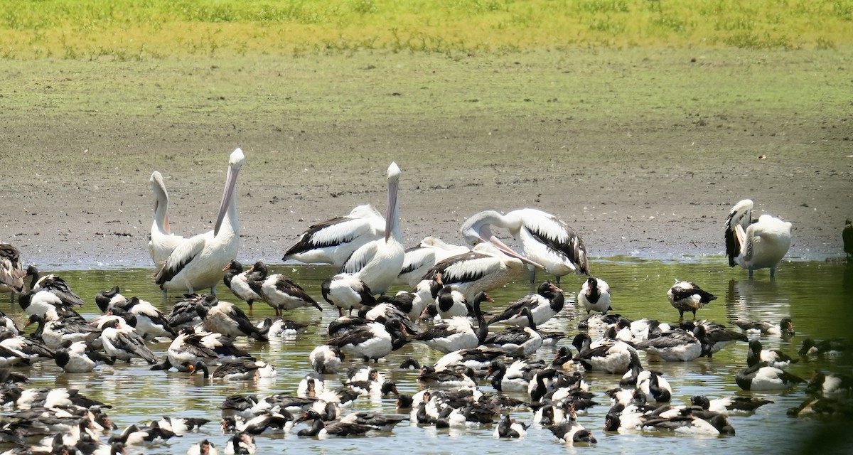 Magpie Goose - ML646783967