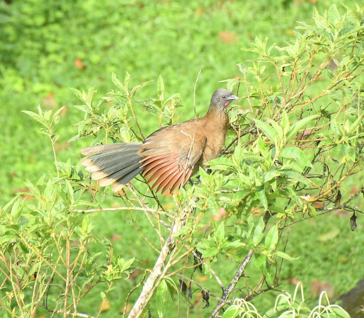 Gray-headed Chachalaca - ML646783968