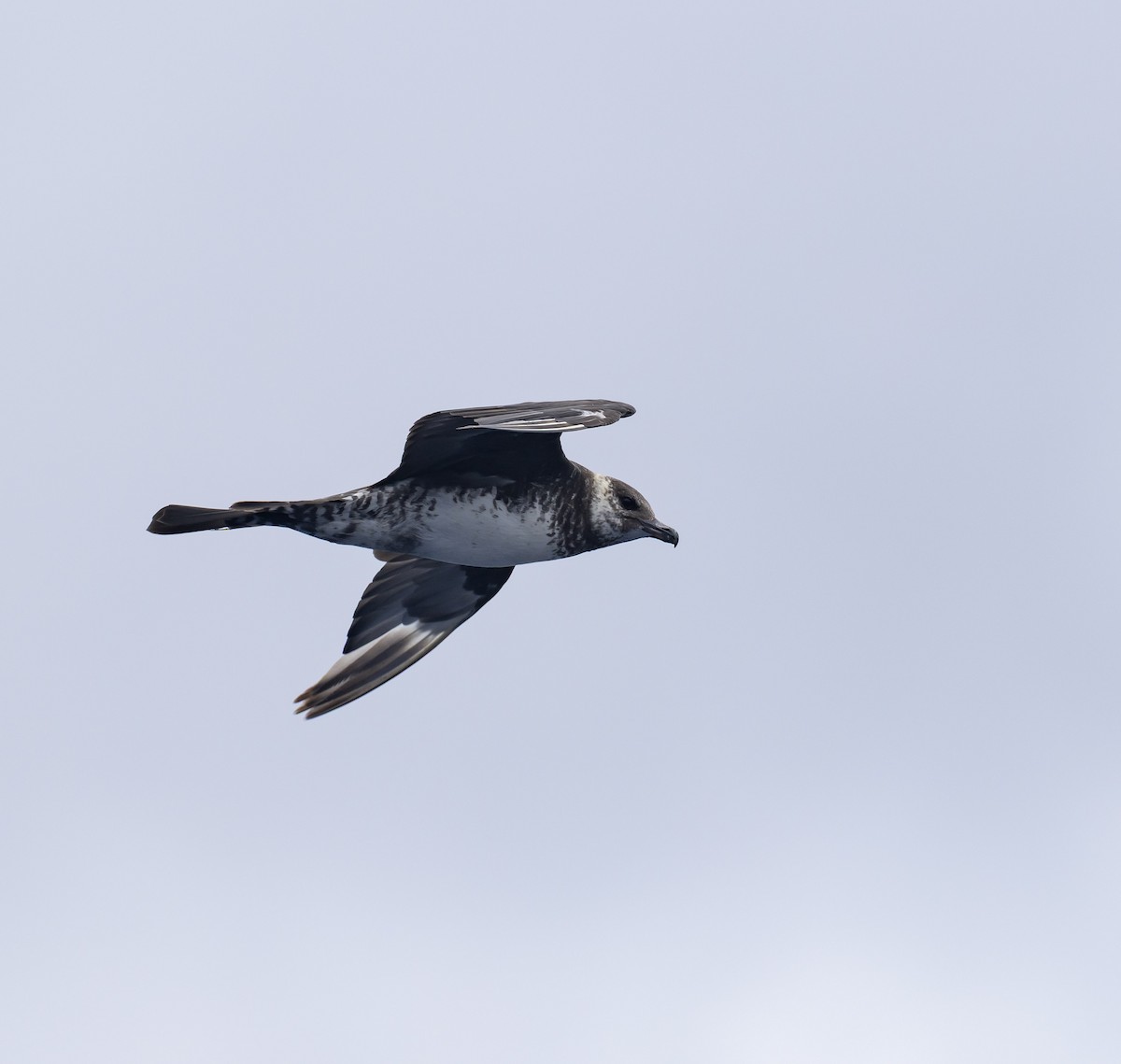 Pomarine Jaeger - ML646783969