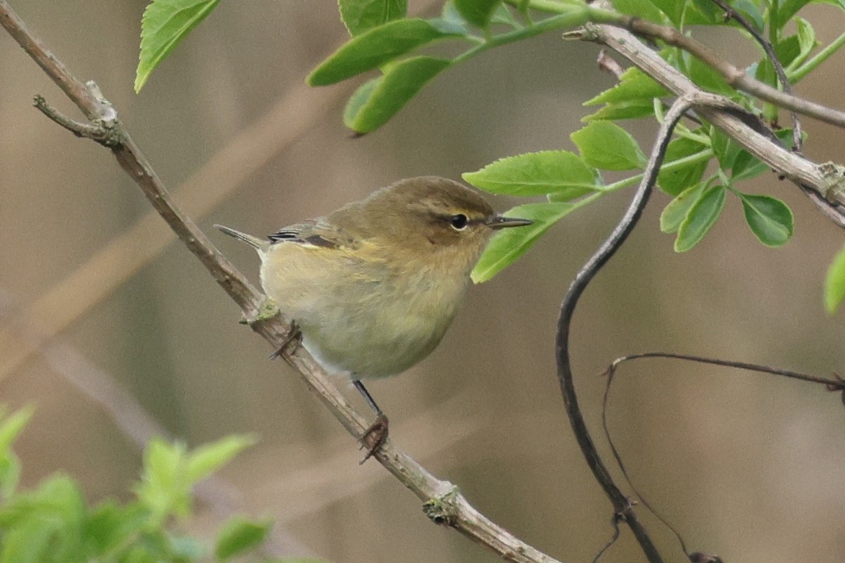 Common Chiffchaff - ML646783972
