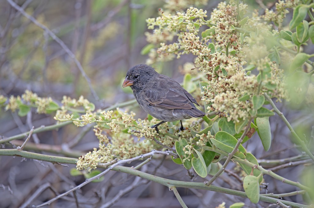 Medium Ground-Finch - ML646783975