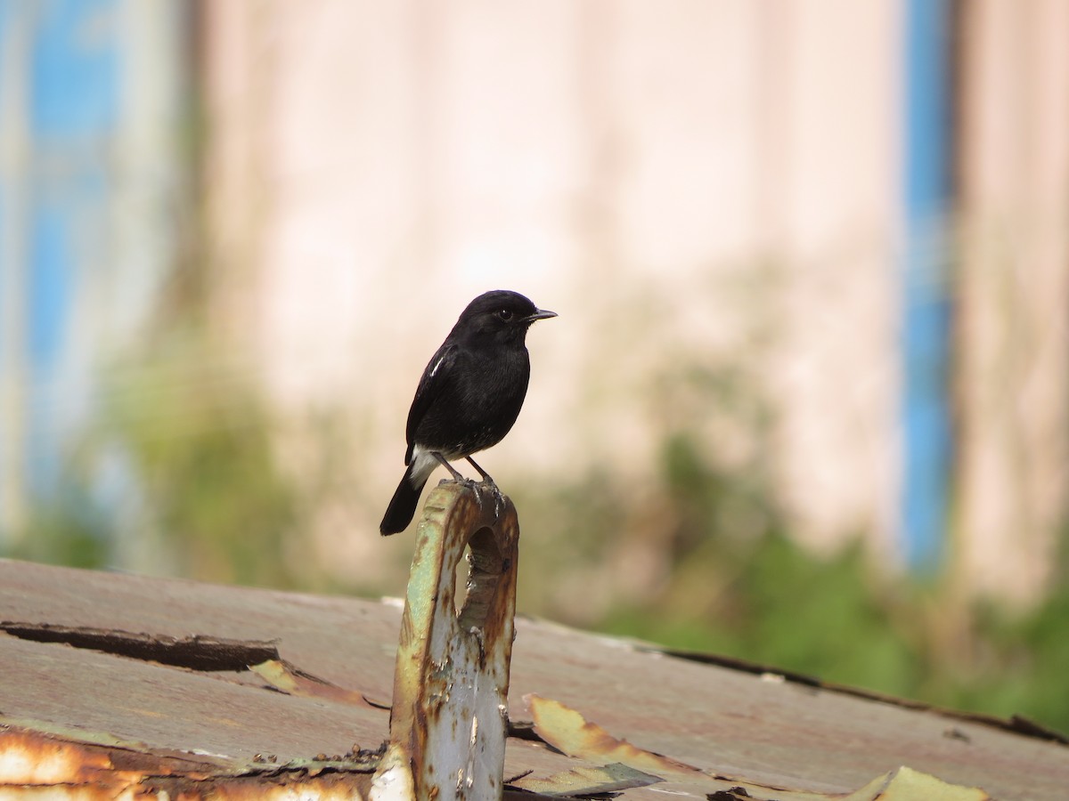 Pied Bushchat - ML646783976
