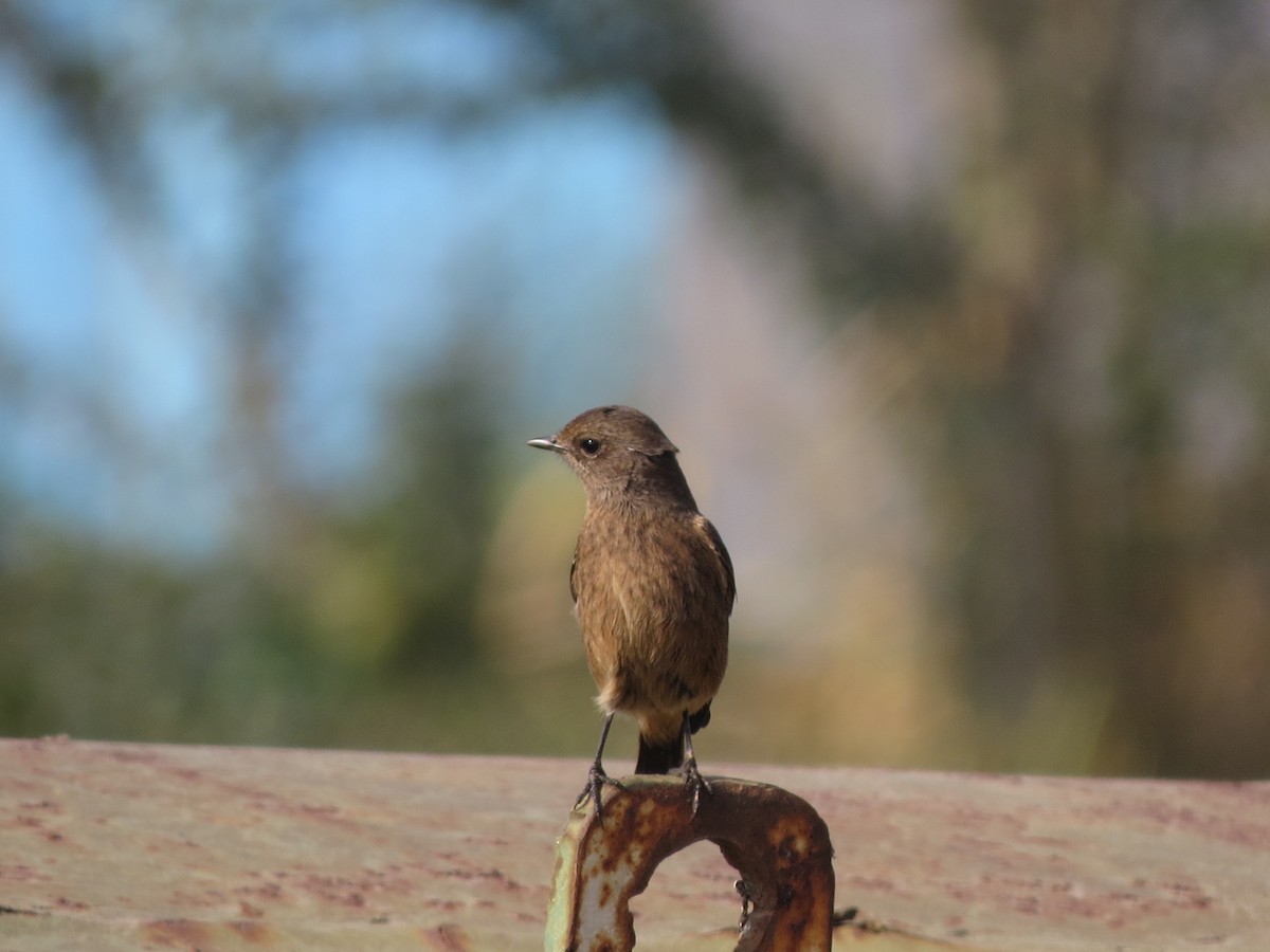 Pied Bushchat - ML646783977