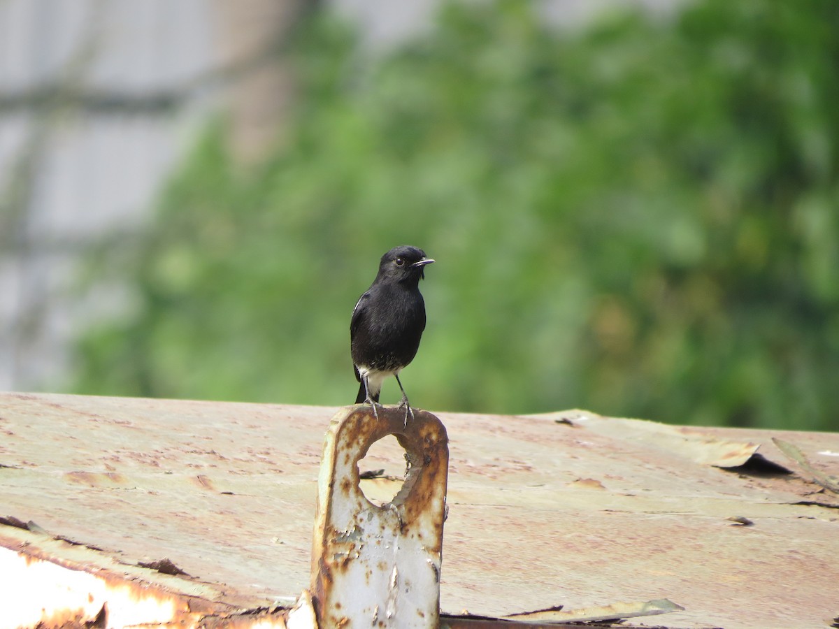 Pied Bushchat - ML646783978