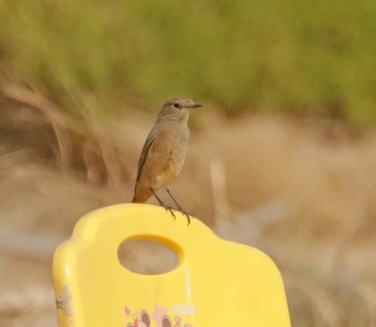 Черная горихвостка - ML646783979