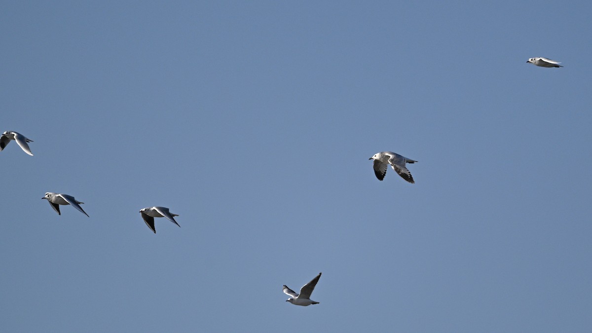 Gaviota Relicta - ML646783980