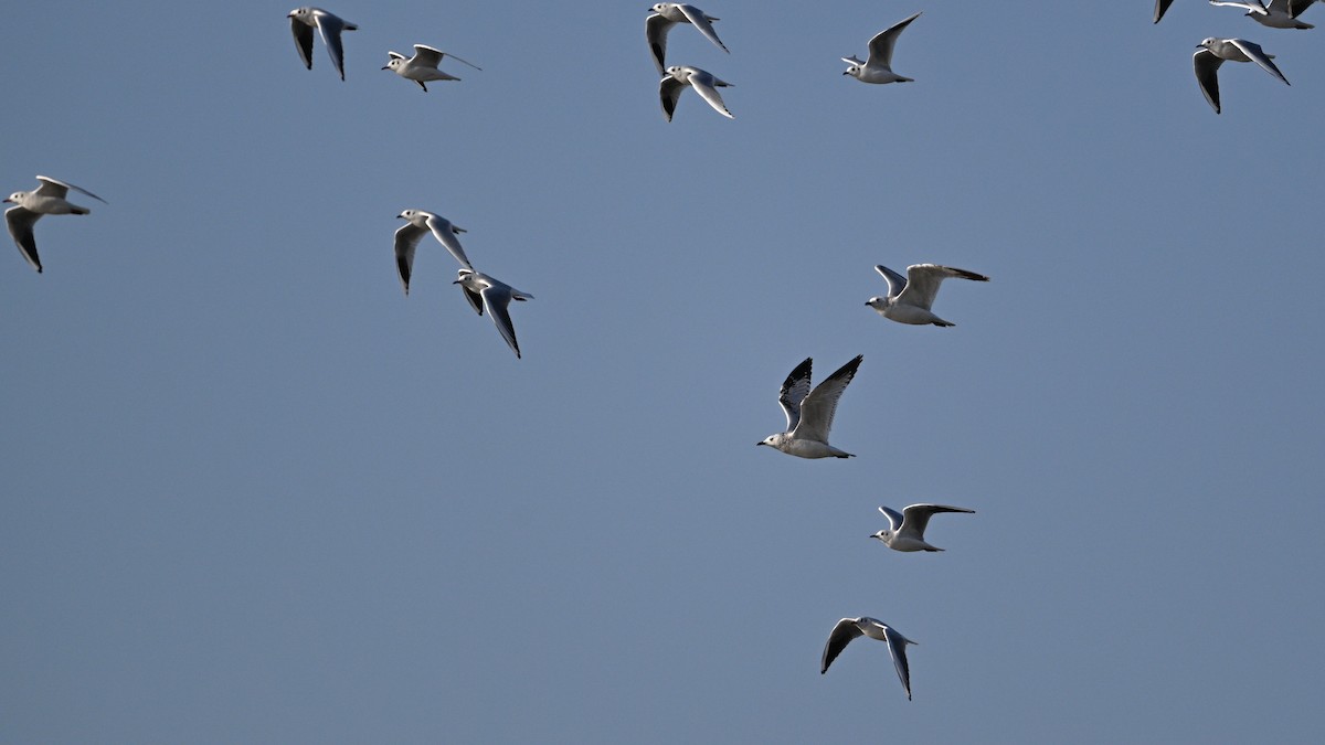 Gaviota Relicta - ML646783981